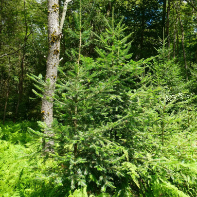 Jedľa balzamová - Abies balsamea - semená - 7 ks