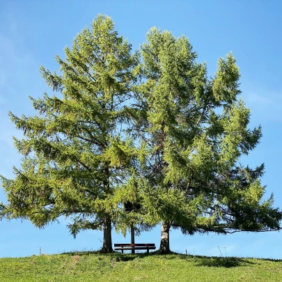 Smrekovec opadavý - Larix decidua - semená - 10 ks