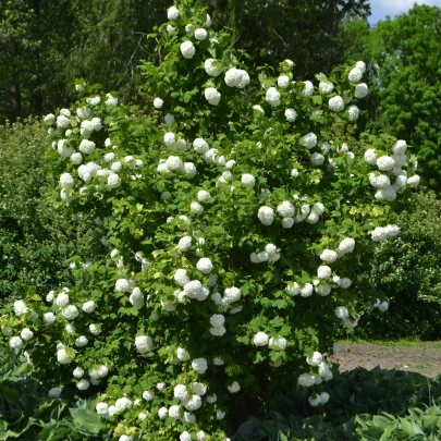 Kalina obyčajná - Viburnum opulus - semená - 5 ks