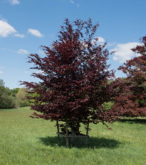 Buk lesný - Fagus sylvatica atropurpurea - semená - 7 ks