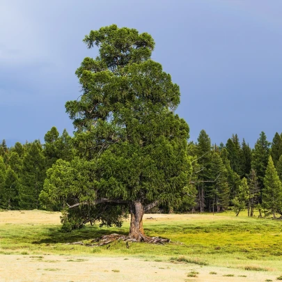 Borovica Limba - Pinus cembra sibirica - semená - 7 ks