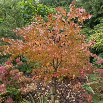 Zmarličník japonský - Cercidiphyllum japonicum - semená - 8 ks