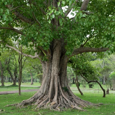 Figovník posvätný - Ficus religiosa - semená - 5 ks