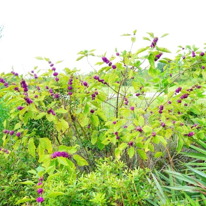 Krásnoplod - Callicarpa acuminata - semená - 8 ks