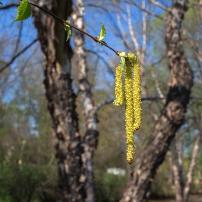 Breza čierna - Betula nigra - semená - 15 ks