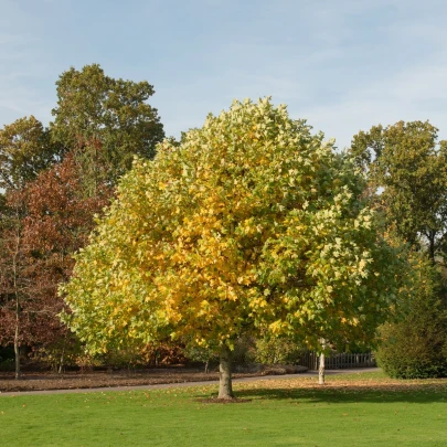 Ľaliovník tulipánokvetý - Liriodendron tulipifera - semená - 10 ks