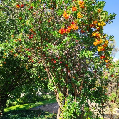 Planika obyčajná - Arbutus unedo - semená - 5 ks