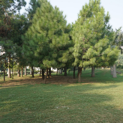 Borovica yunnan - Pinus yunnanensis - semená - 5 ks