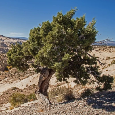 Borievka osteosperma - Juniperus osteosperma - semená - 5 ks