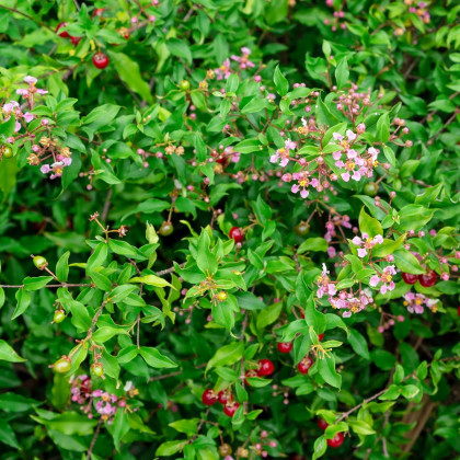 Barbadorská čerešňa - Acerola - Malpighia glabra - semená - 4 ks