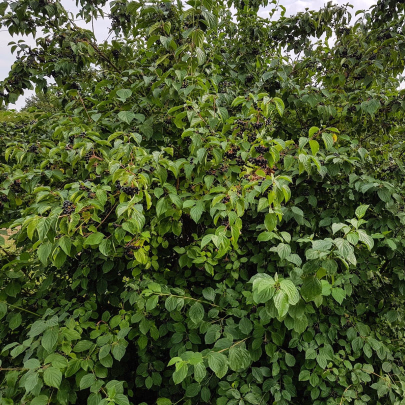 Arónia čiernoplodá - Aronia melanocarpa - semená - 7 ks