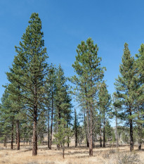 Borovica ťažká - Pinus ponderosa - semená - 6 ks