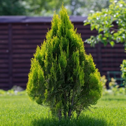 Tuja západná - Thuja occidentalis - semená - 18 ks