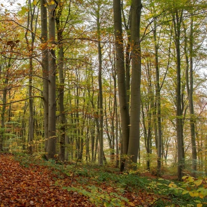 Buk lesný - Fagus sylvatica - semená - 7 ks