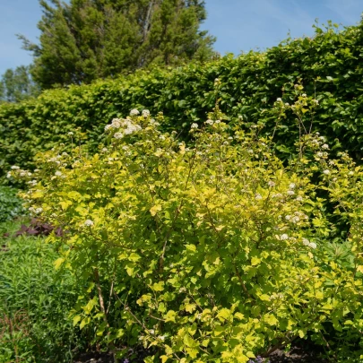 Tavoľa kalinolistá - Physocarpus opulifolius - semená - 8 ks