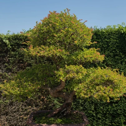 Brest čínsky - Ulmus parvifolia - semená - 10 ks