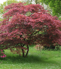 Javor japonský - Acer palmatum - semená - 5 ks