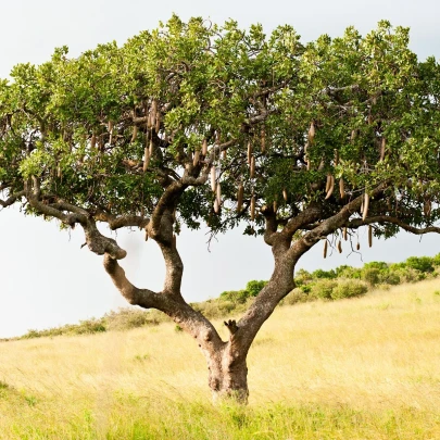 Salámový strom - Kigelia africana - semená - 4 ks