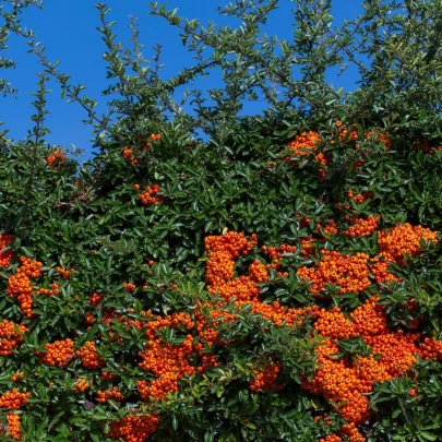 Hlohyňa šarlátová - Pyracantha coccinea - semená - 5 ks