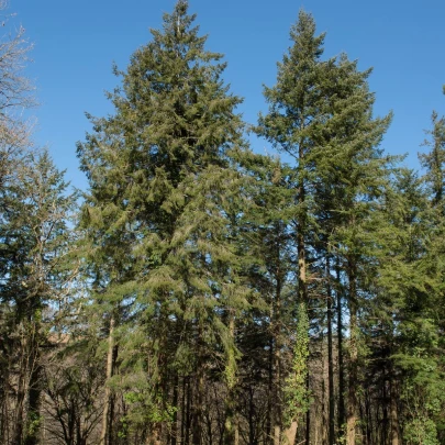 Duglaska tisolistá - Pseudotsuga menziesii - semená - 8 ks