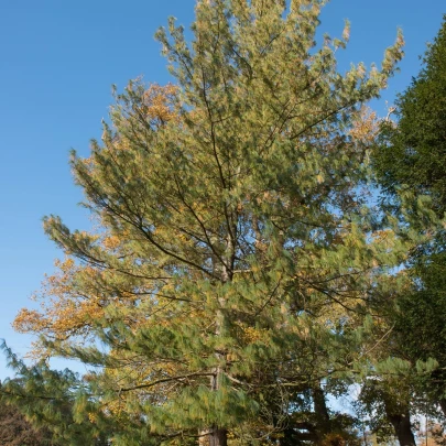 Borovica himalájska - Pinus wallichiana - semená - 5 ks