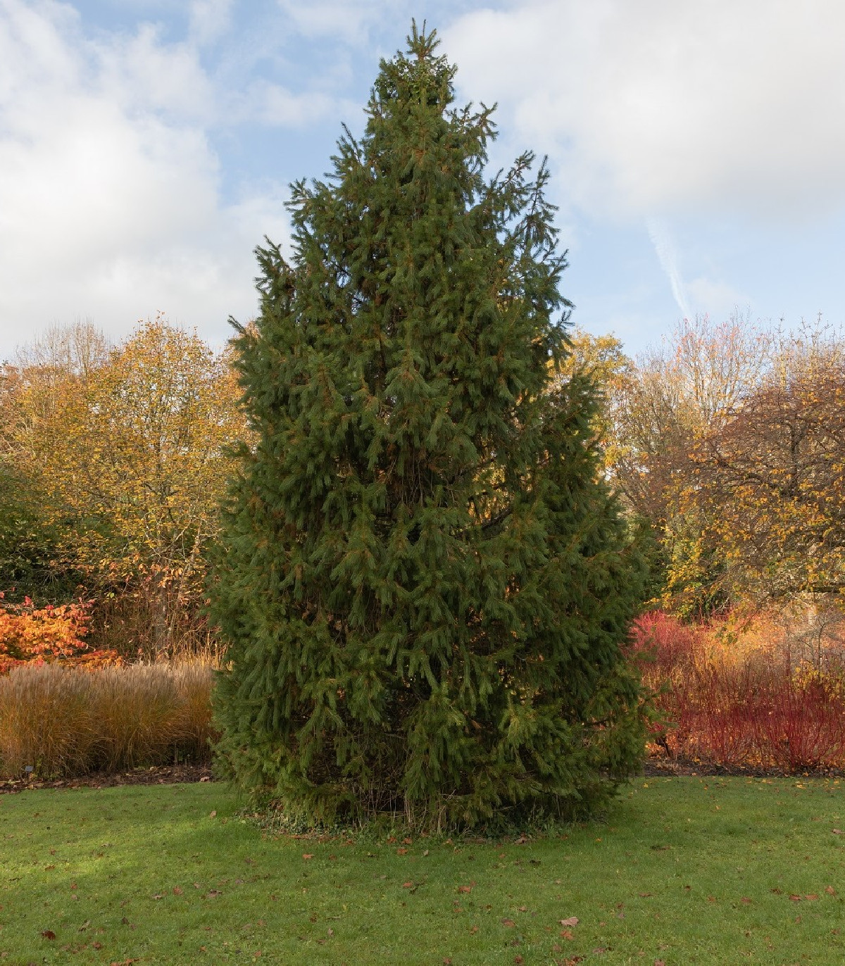 Smrek himalájsky - Picea smithiana - semená - 8 ks