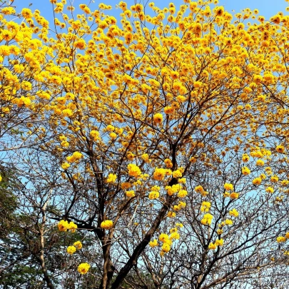 Tabebuja chrysotricha - Handroanthus chrysotrichus - semená - 5 ks