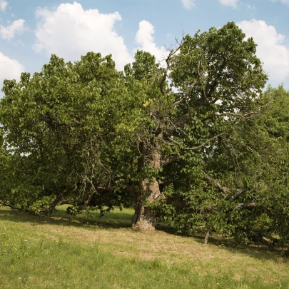 Moruša čierna - Morus nigra - semená - 5 ks