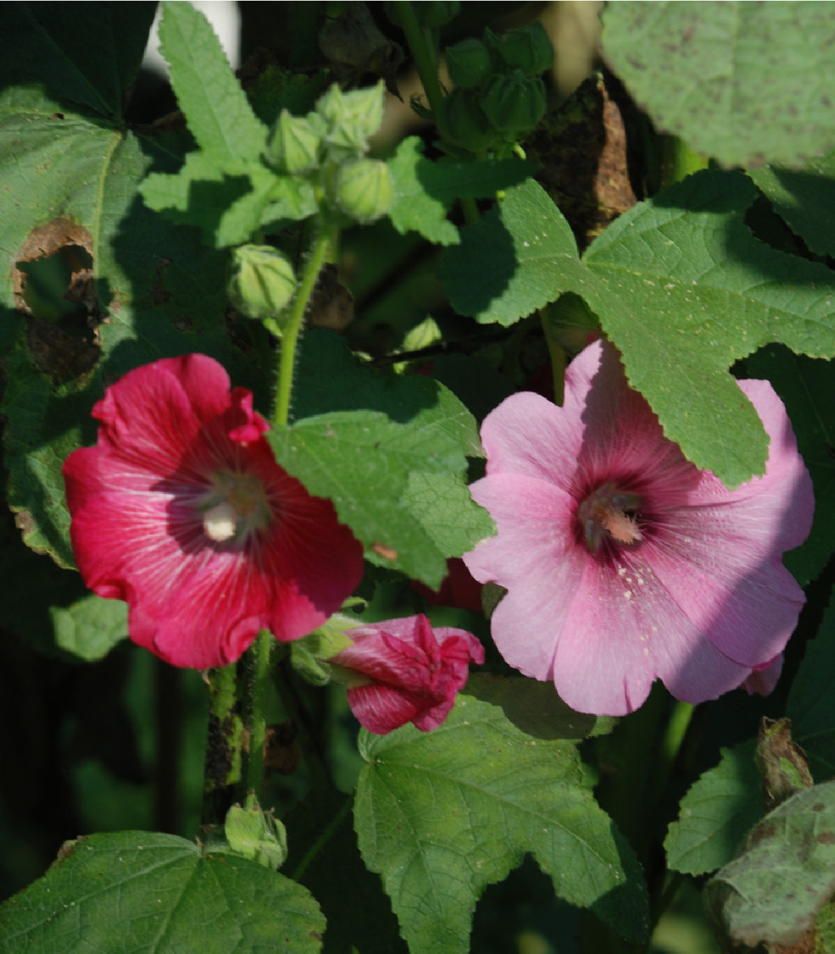 Topoľovka Simplex zmes - Althaea rosea - semená - 12 ks
