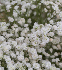 Gypsomilka metlinatá biela - Gypsophila paniculata - semená - 150 ks