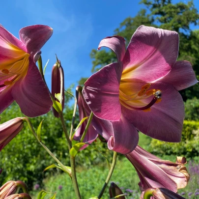 Ľalia Pink Perfection - Lilium - cibuľoviny - 1 ks