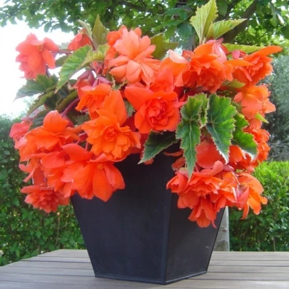 Begónia oranžová - Begonia pendula - cibuľoviny - 2 ks