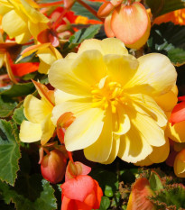 Begónia Sunny Dream - Begonia odorata - cibuľoviny - 2 ks