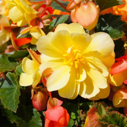 Begónia Sunny Dream - Begonia odorata - cibuľoviny - 2 ks