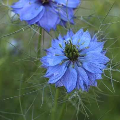 Černuška damascénska modrá - Nigella Damascena - semená - 200 ks