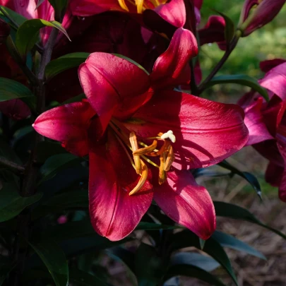 Ľalia Purple Dream - Lilium asiatica - cibuľoviny - 1 ks