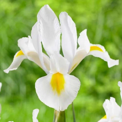 Kosatec biely - Iris hollandica - cibuľoviny - 3 ks