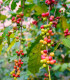Kávovník arabský Costa Rica 95 - Coffea arabica - semená - 5 ks