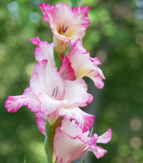 Gladiola Priscilla - Gladiolus - cibuľoviny - 3 ks