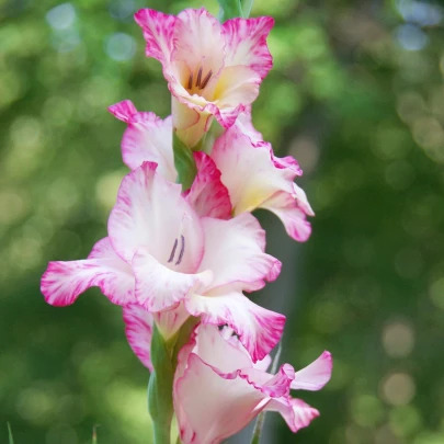 Gladiola Priscilla - Gladiolus - cibuľoviny - 3 ks