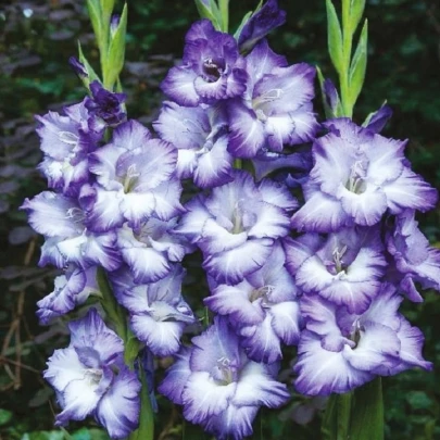 Gladiola Triton - Gladiolus - cibuľoviny - 3 ks