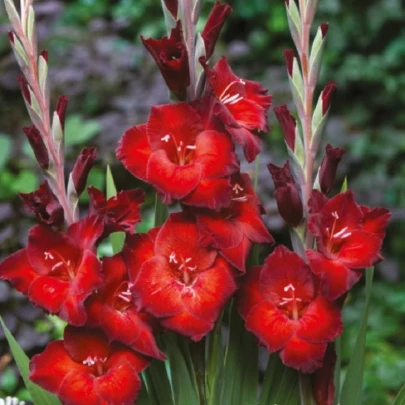 Gladiola Azuro - Gladiolus - cibuľoviny - 3 ks