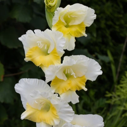 Gladiola Buggy - Gladiolus - cibuľoviny - 3 ks