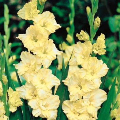 Gladiola Banana Ruffle - Gladiolus - cibuľoviny - 3 ks