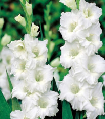 Gladiola Snowy Ruffle - Gladiolus - cibuľoviny - 3 ks