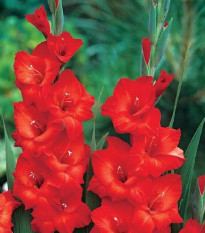 Gladiola Mascagni - Gladiolus - cibuľoviny - 3 ks