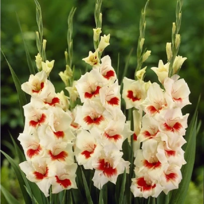 Gladiola Ajax - Gladiolus - cibuľoviny - 3 ks