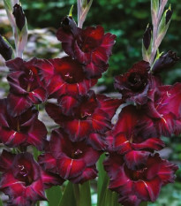 Gladiola Black Sea - Gladiolus - cibuľoviny - 3 ks