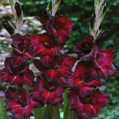 Gladiola Black Sea - Gladiolus - cibuľoviny - 3 ks