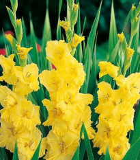 Gladiola Yellow Frans - Gladiolus - cibuľoviny - 3 ks